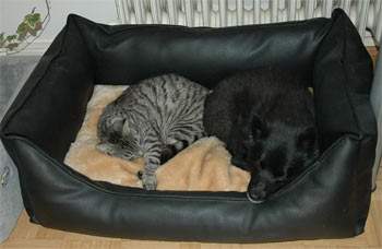 Hund und Katze gemeinsam im Hundekorb