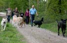 Hundewiese bei Freiburg, Gassi mit 14 Hunden, ein Besuch von den Kasslern