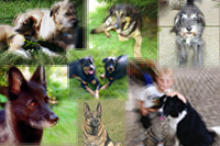 Hundebesitzer-Geschichten