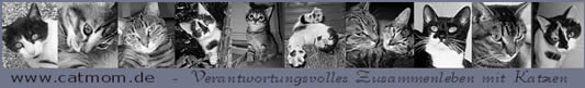 www.catmom.de - Verantwortungsvolles Zusammenleben mit Katzen