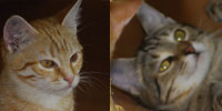 2 Katerle