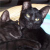 Cleo und Puma