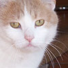 Olli