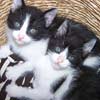 Romeo und Julia