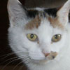 Susi