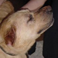 Lennox