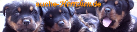 suche-Herrchen.de