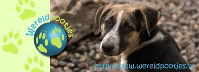 wereldpootjes.nl: Tierschutz in der T&uuml;rkei und selbstklebende Tierpfoten