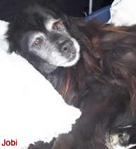 Jobi - armer alter Hund