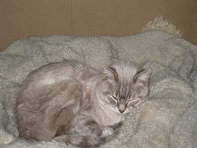 Ramses