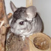Chinchillas