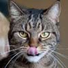 Fripouille