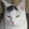 Ricci