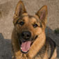 Rex