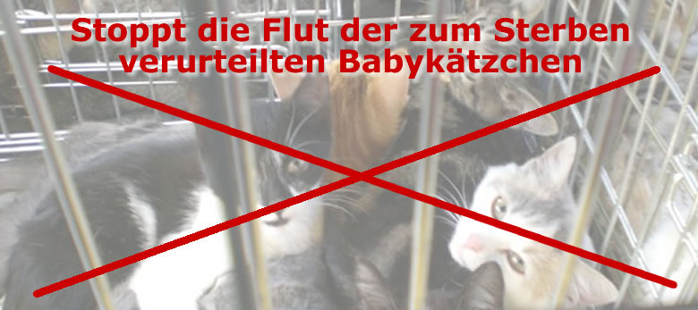 Spendenaufruf für Katzenkastrationen Ebersheim
