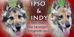Ipso und Indy