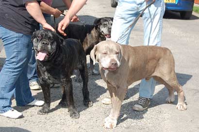 4 Cane Corso