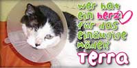 Herzenskatze Terra
