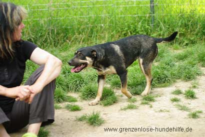 Tiervermittlung, Ashley, junge Mischlingshündin, geb. 2012