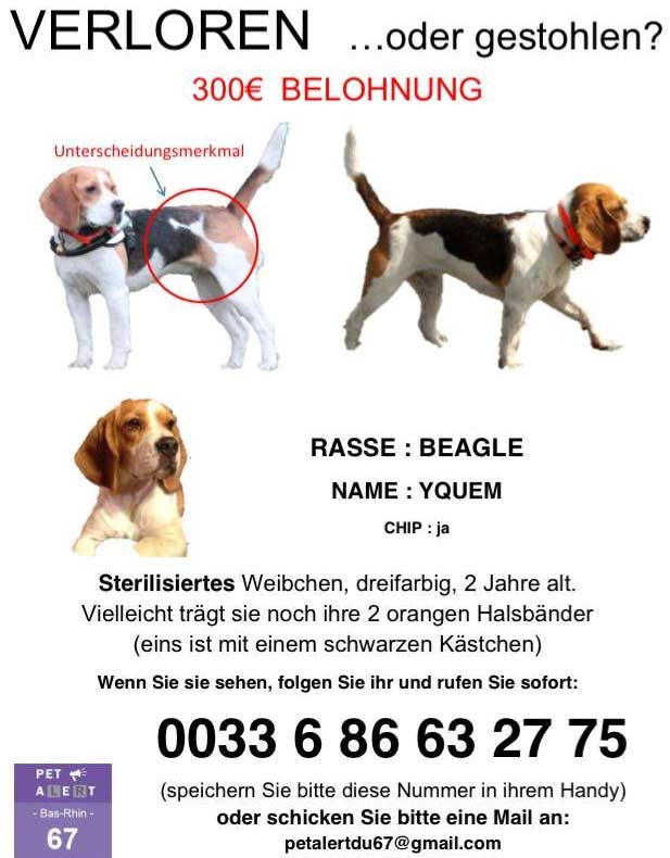 Beagle YQUEM im April 2014 verloren oder gestohlen?