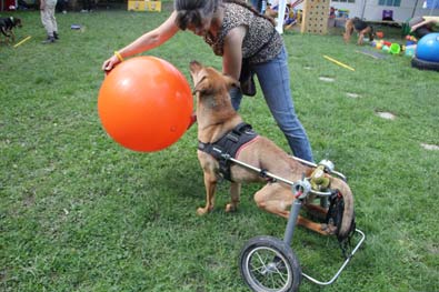 Behinderter Hund - na und