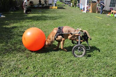 Behinderter Hund - na und