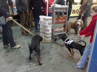 Caline auf der Hundemesse