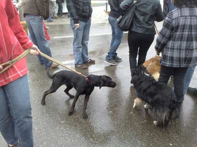 Caline auf der Hundemesse