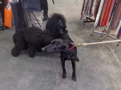 Caline auf der Hundemesse