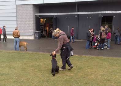 Caline auf der Hundemesse