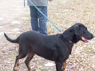 Cappucine auf Pflegestelle