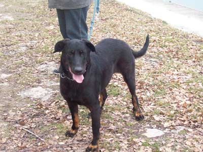 Cappucine auf Pflegestelle