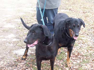 Cappucine auf Pflegestelle