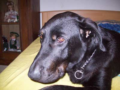 Cappucine auf Pflegestelle