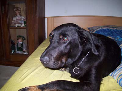 Cappucine auf Pflegestelle