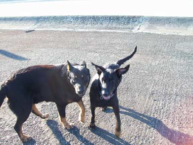 Cappucine auf Pflegestelle