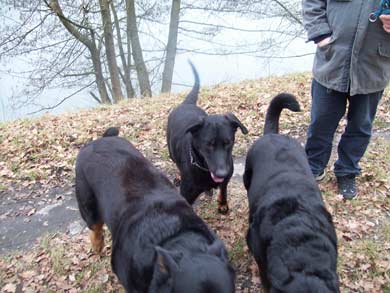 Cappucine auf Pflegestelle