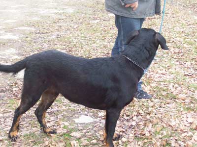 Cappucine auf Pflegestelle
