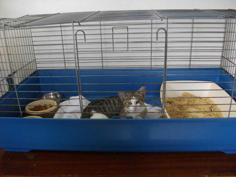 Katzenunterbringung Tierheim Colmar