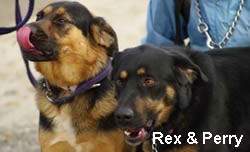 Rex & Perry