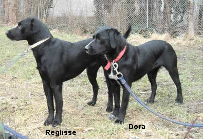 Dora und Reglisse