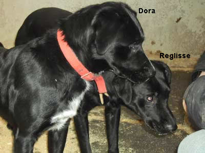 Dora und Reglisse