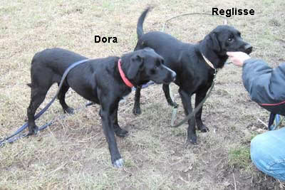 Dora und Reglisse