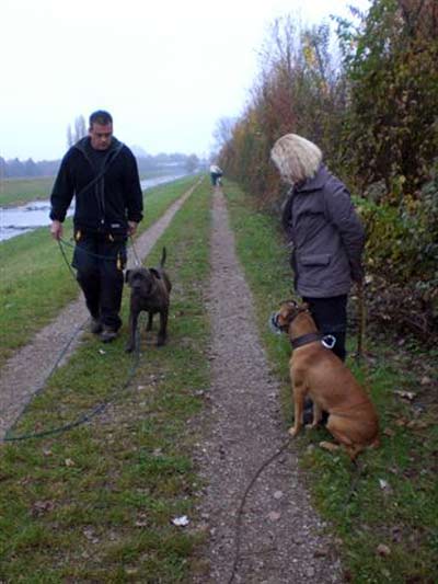 Elmo trainiert für den Wesenstest