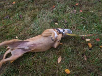 Elmo trainiert für den Wesenstest