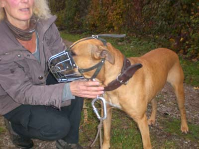 Elmo trainiert für den Wesenstest