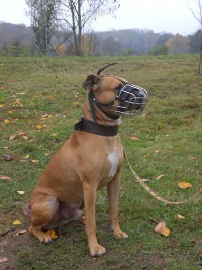 Elmo trainiert für den Wesenstest