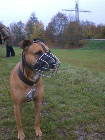 Elmo trainiert für den Wesenstest