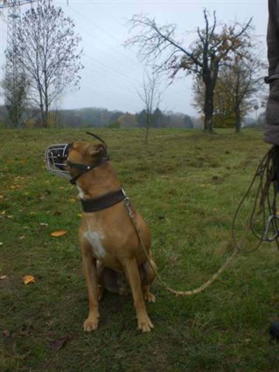 Elmo trainiert für den Wesenstest