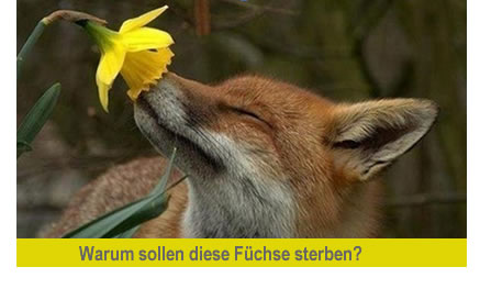 Stoppt das geplante Fuchsmassaker im Kreis Euskirchen am 07. und 08. Februar